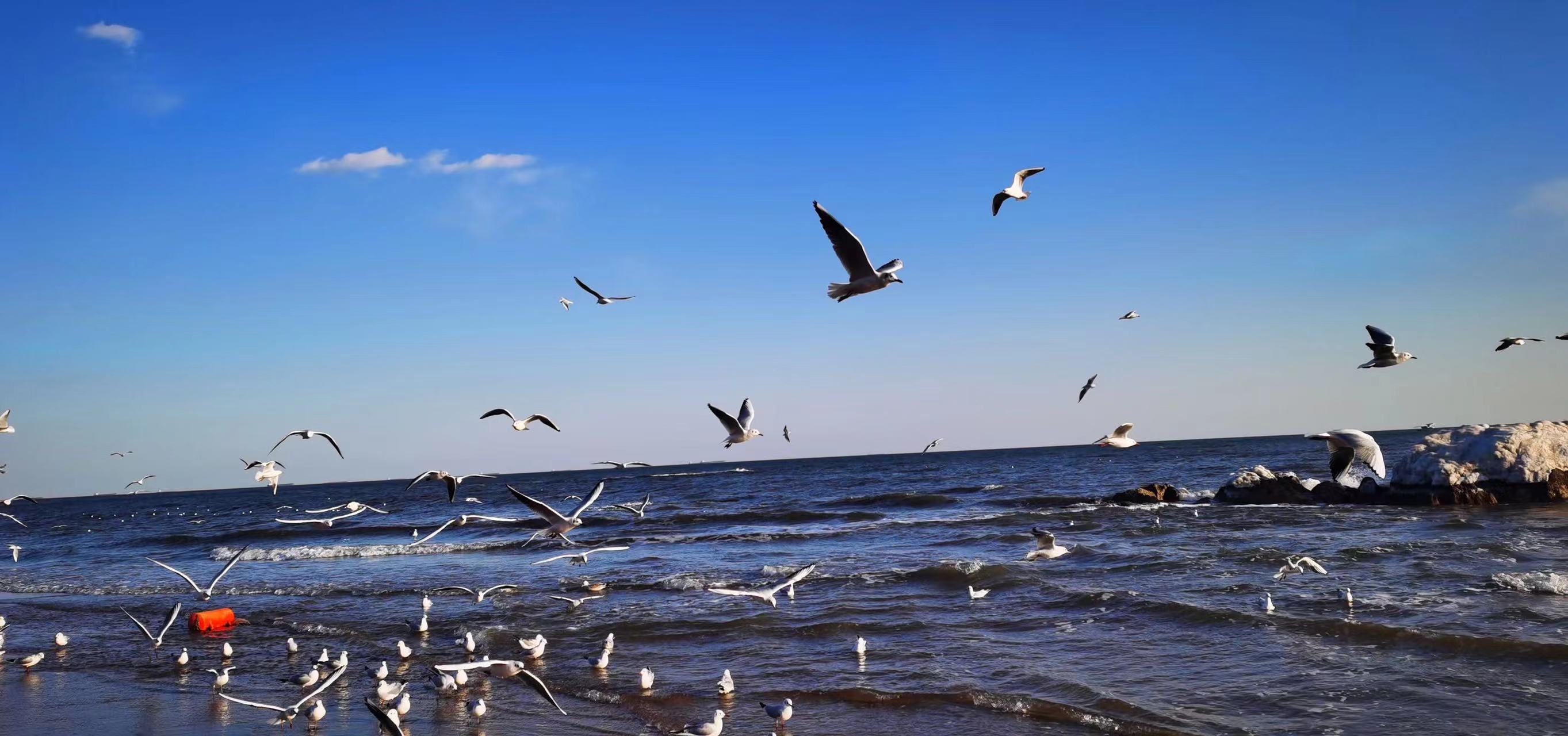 海鸥 徐琳琳 摄.jpg