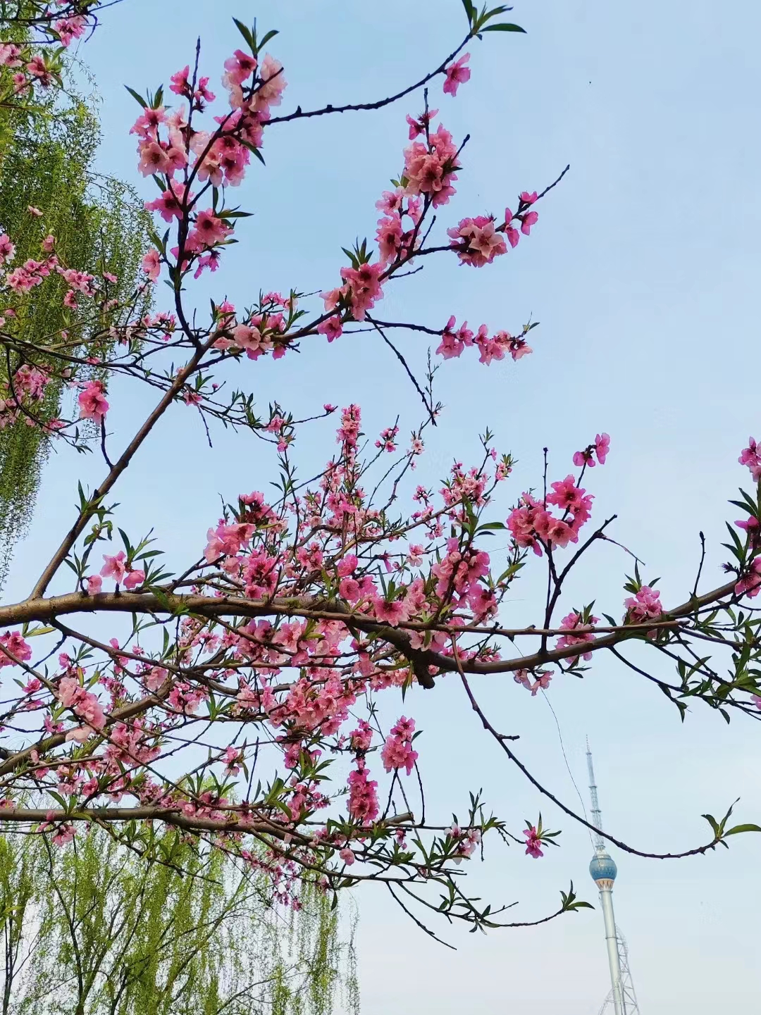 花红柳绿 刘丽娜摄.jpg