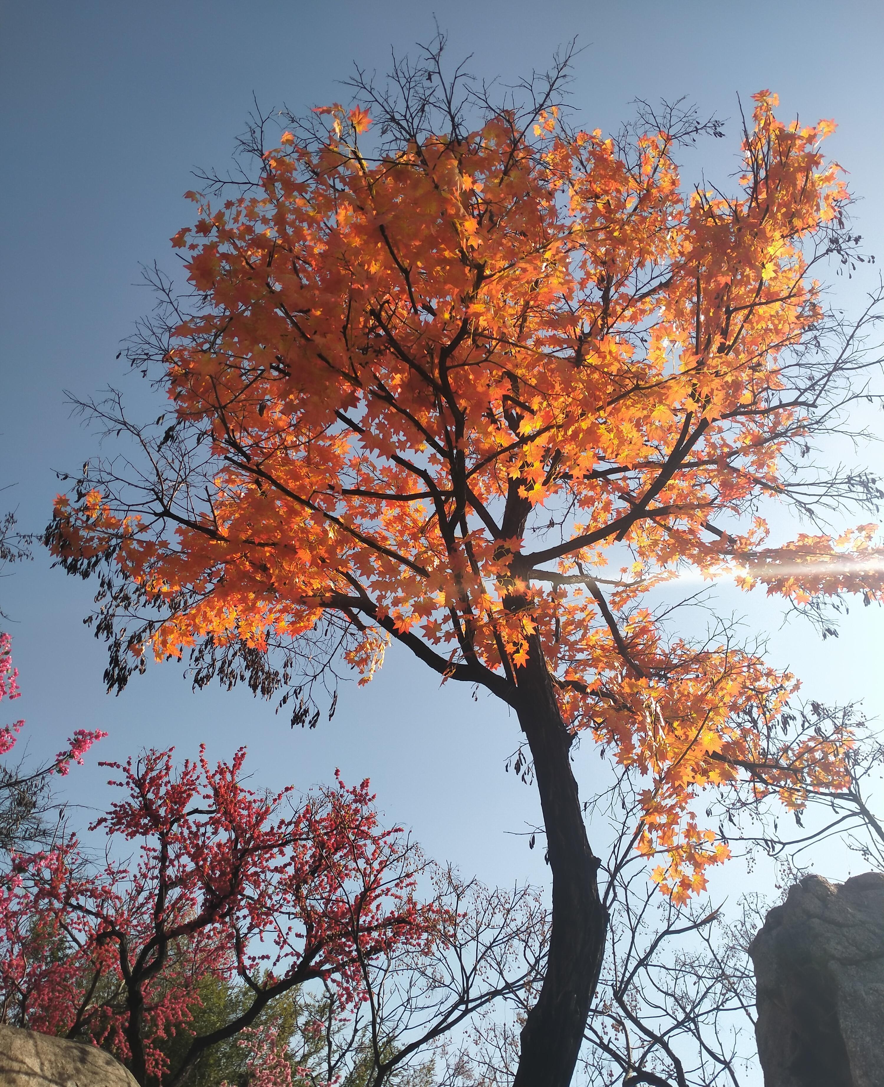 枫红秋已去 王秀秀摄.jpg