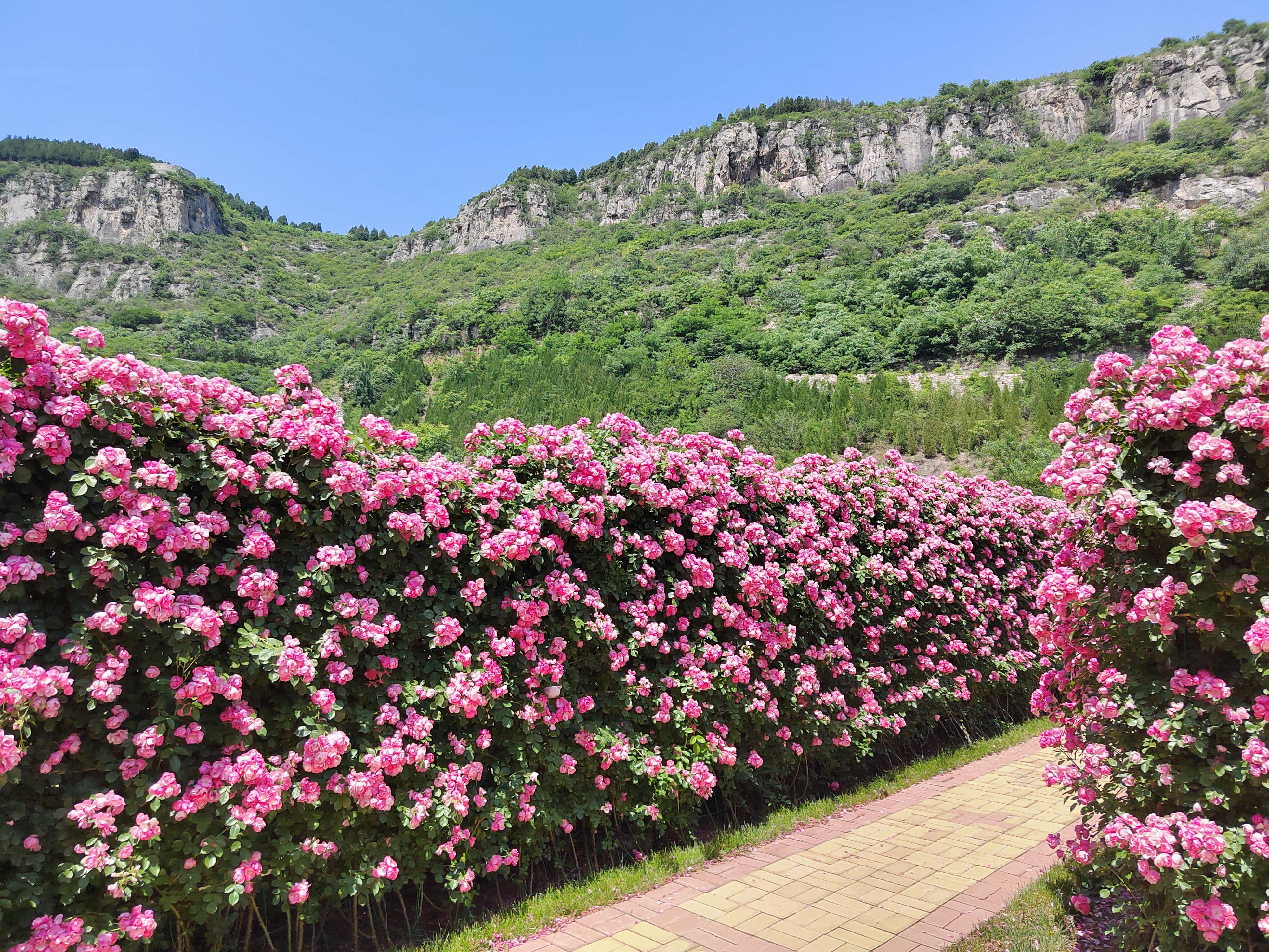 锦簇 孙晓华摄(1).jpg
