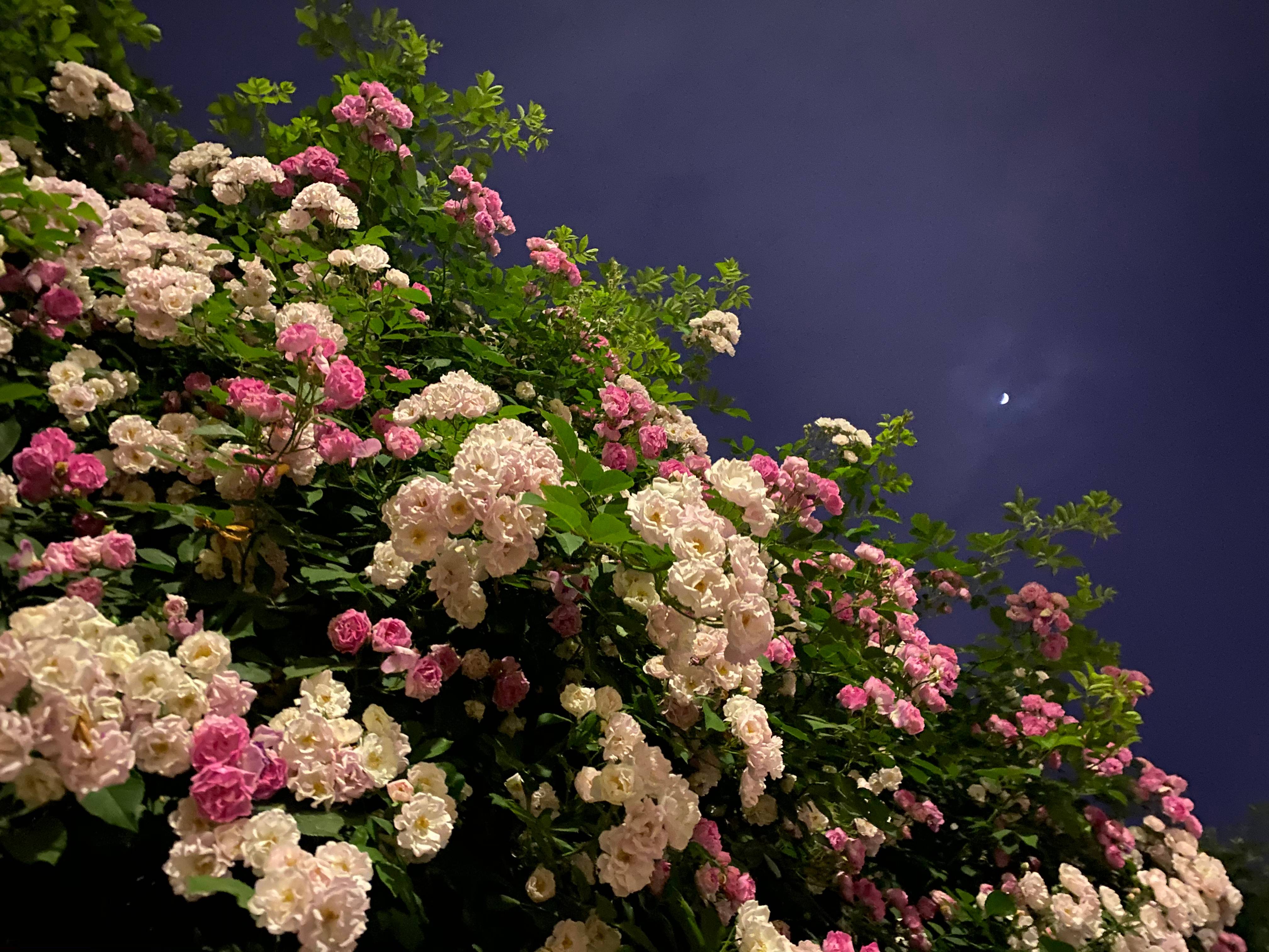 月下繁花 顾小川摄(1).jpg