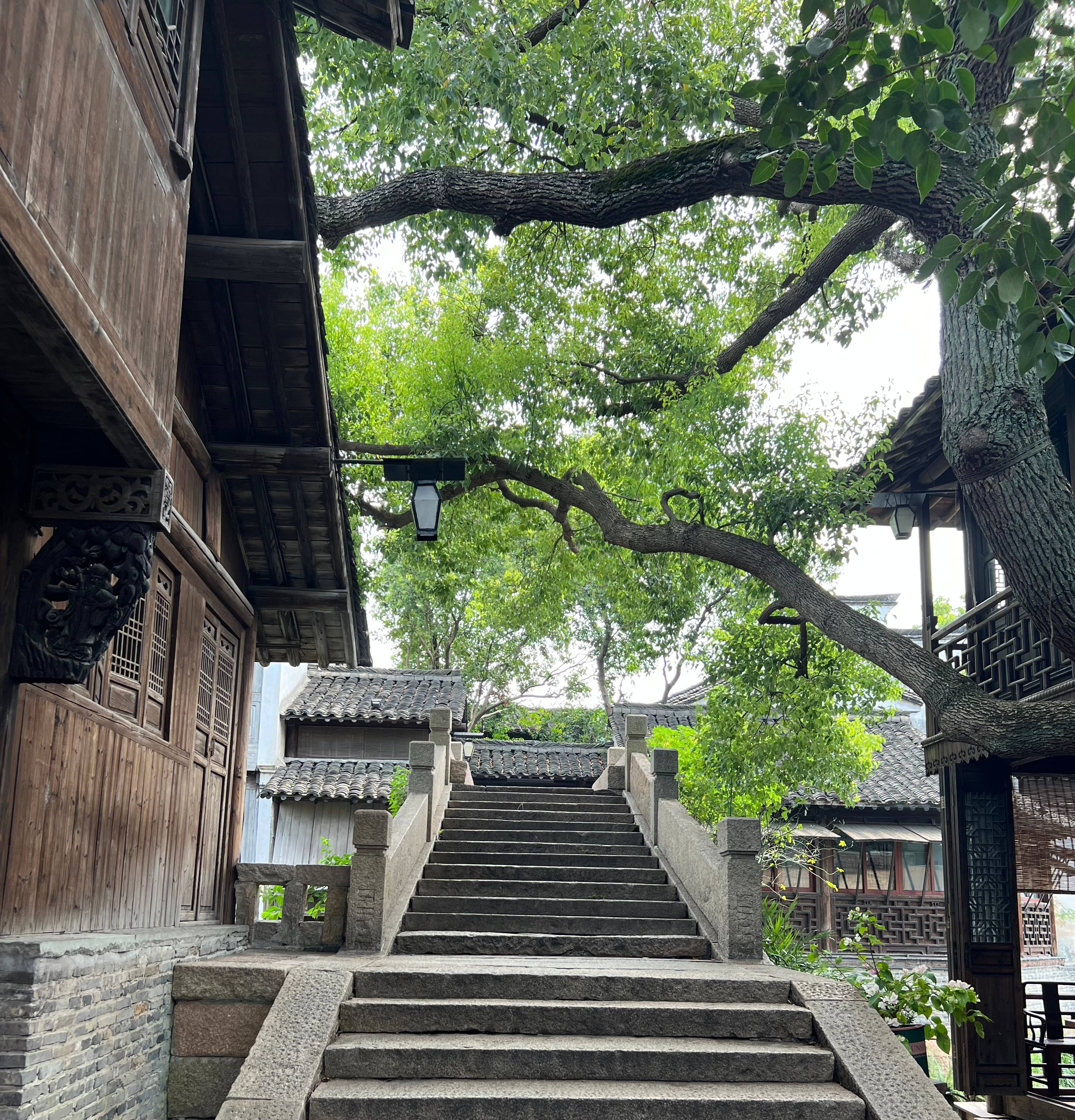 径边苍木青麓幽 吕欣摄(1).jpg